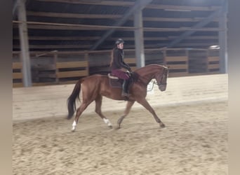 Plus de chevaux à sang chaud, Hongre, 6 Ans, 168 cm, Alezan