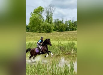 Plus de chevaux à sang chaud, Hongre, 6 Ans, 168 cm, Bai cerise