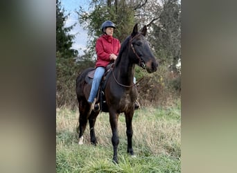 Plus de chevaux à sang chaud, Hongre, 6 Ans, 168 cm, Bai cerise