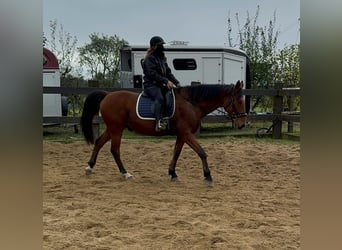 Plus de chevaux à sang chaud, Hongre, 6 Ans, 168 cm, Bai