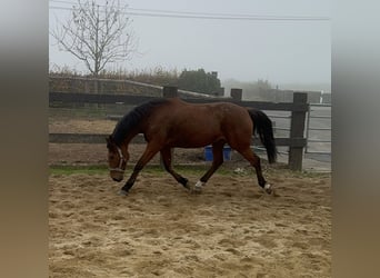 Plus de chevaux à sang chaud, Hongre, 6 Ans, 168 cm, Bai