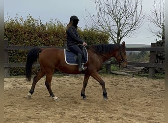 Plus de chevaux à sang chaud, Hongre, 6 Ans, 168 cm, Bai