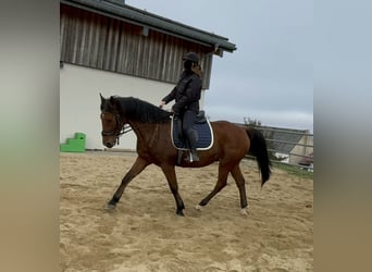 Plus de chevaux à sang chaud, Hongre, 6 Ans, 168 cm, Bai