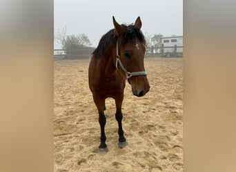 Plus de chevaux à sang chaud, Hongre, 6 Ans, 168 cm, Bai