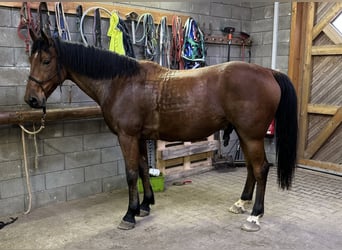 Plus de chevaux à sang chaud, Hongre, 6 Ans, 168 cm, Bai