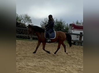 Plus de chevaux à sang chaud, Hongre, 6 Ans, 168 cm, Bai