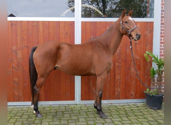 Plus de chevaux à sang chaud, Hongre, 6 Ans, 168 cm