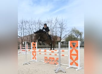 Plus de chevaux à sang chaud Croisé, Hongre, 6 Ans, 170 cm, Bai