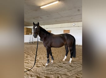 Plus de chevaux à sang chaud, Hongre, 6 Ans, 170 cm, Noir