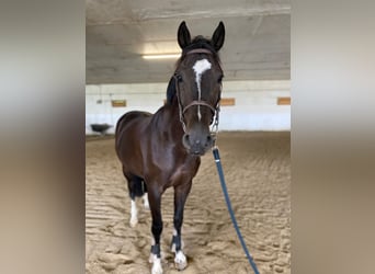 Plus de chevaux à sang chaud, Hongre, 6 Ans, 170 cm, Noir