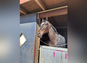 Plus de chevaux à sang chaud, Hongre, 6 Ans, 170 cm, Noir