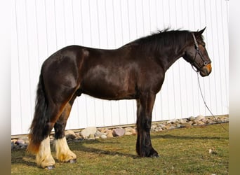 Plus de chevaux à sang chaud, Hongre, 6 Ans, 170 cm, Noir