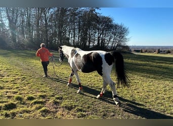 Plus de chevaux à sang chaud, Hongre, 6 Ans, 170 cm, Pinto