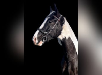 Plus de chevaux à sang chaud, Hongre, 6 Ans, 170 cm, Pinto