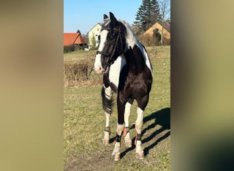 Plus de chevaux à sang chaud, Hongre, 6 Ans, 170 cm, Pinto