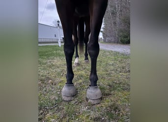 Plus de chevaux à sang chaud, Hongre, 6 Ans, 173 cm, Bai cerise