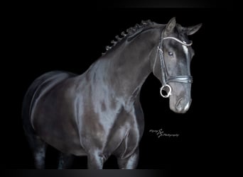 Plus de chevaux à sang chaud, Hongre, 7 Ans, 157 cm, Noir