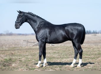 Plus de chevaux à sang chaud, Hongre, 7 Ans, 157 cm, Noir