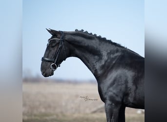 Plus de chevaux à sang chaud, Hongre, 7 Ans, 157 cm, Noir