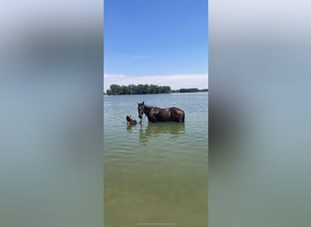 Plus de chevaux à sang chaud, Hongre, 7 Ans, 160 cm, Bai brun