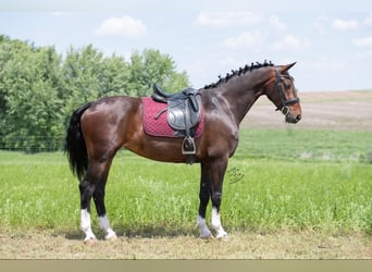 Plus de chevaux à sang chaud, Hongre, 7 Ans, 160 cm, Bai cerise