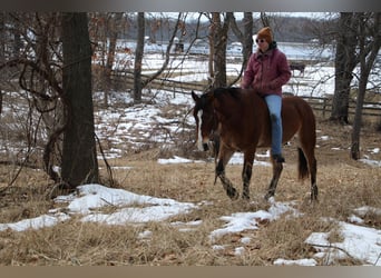 Plus de chevaux à sang chaud, Hongre, 7 Ans, 163 cm, Bai cerise