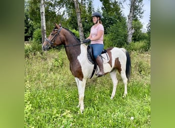 Plus de chevaux à sang chaud, Hongre, 7 Ans, 164 cm, Pinto