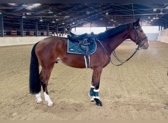 Plus de chevaux à sang chaud, Hongre, 7 Ans, 166 cm, Bai