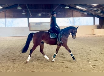 Plus de chevaux à sang chaud, Hongre, 7 Ans, 166 cm, Bai