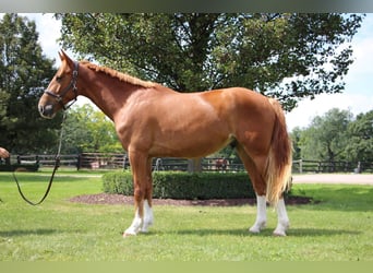 Plus de chevaux à sang chaud, Hongre, 7 Ans, 168 cm, Alezan cuivré