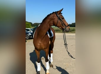 Plus de chevaux à sang chaud, Hongre, 7 Ans, 168 cm, Bai