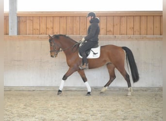 Plus de chevaux à sang chaud, Hongre, 7 Ans, 168 cm, Bai