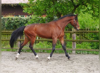 Plus de chevaux à sang chaud, Hongre, 7 Ans, 169 cm