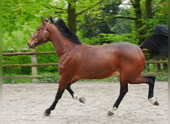 Plus de chevaux à sang chaud, Hongre, 7 Ans, 169 cm
