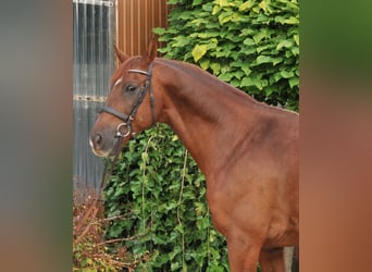 Plus de chevaux à sang chaud, Hongre, 7 Ans, 170 cm, Alezan brûlé