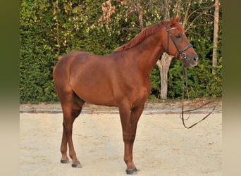 Plus de chevaux à sang chaud, Hongre, 7 Ans, 170 cm, Alezan brûlé