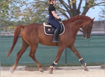 Plus de chevaux à sang chaud, Hongre, 7 Ans, 170 cm, Alezan