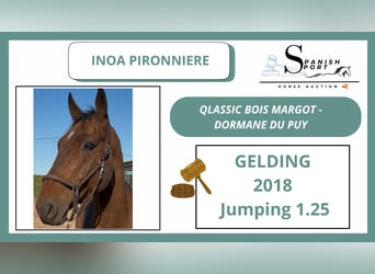 Plus de chevaux à sang chaud, Hongre, 7 Ans, 170 cm, Bai