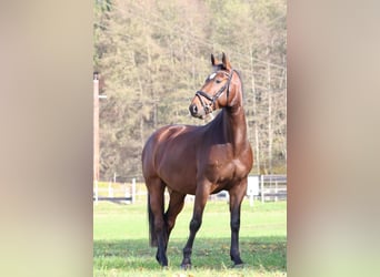 Plus de chevaux à sang chaud, Hongre, 7 Ans, 170 cm, Bai