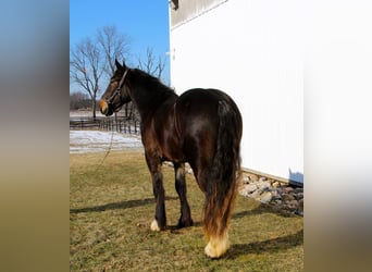 Plus de chevaux à sang chaud, Hongre, 7 Ans, 170 cm, Noir