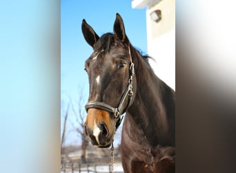 Plus de chevaux à sang chaud, Hongre, 7 Ans, 170 cm, Noir