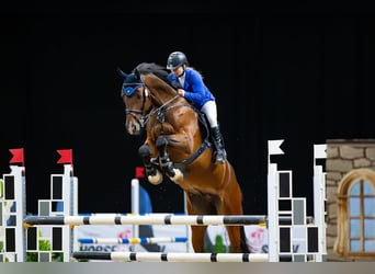 Plus de chevaux à sang chaud, Hongre, 7 Ans, 175 cm, Bai cerise