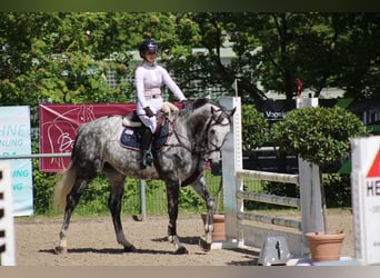Plus de chevaux à sang chaud, Hongre, 7 Ans, 175 cm, Gris pommelé