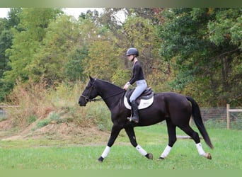 Plus de chevaux à sang chaud, Hongre, 7 Ans, Noir