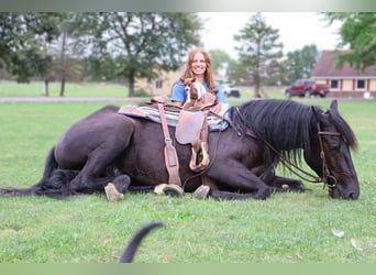 Plus de chevaux à sang chaud, Hongre, 7 Ans, Noir
