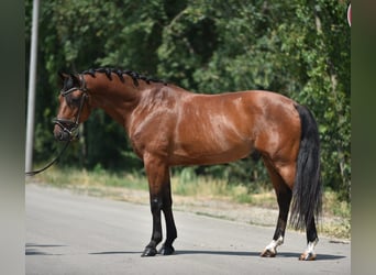 Plus de chevaux à sang chaud, Hongre, 8 Ans, 155 cm, Bai