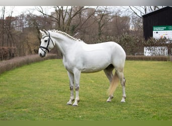 Plus de chevaux à sang chaud, Hongre, 8 Ans, 155 cm, Gris