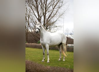 Plus de chevaux à sang chaud, Hongre, 8 Ans, 155 cm, Gris