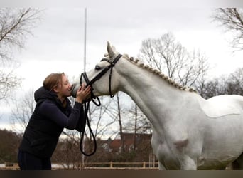 Plus de chevaux à sang chaud, Hongre, 8 Ans, 155 cm, Gris