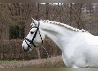 Plus de chevaux à sang chaud, Hongre, 8 Ans, 155 cm, Gris